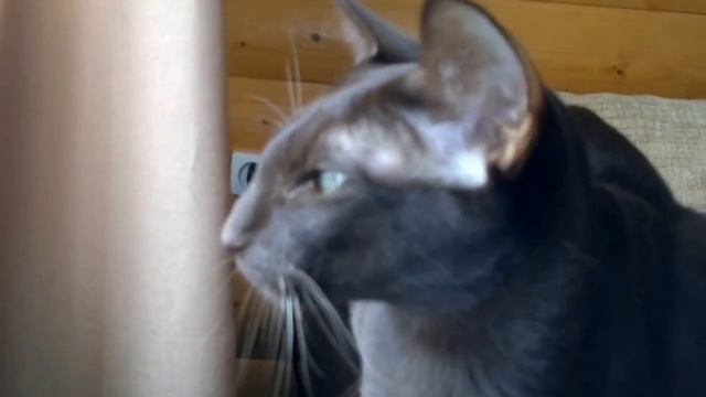 ориентал беседует смотреть онлайн