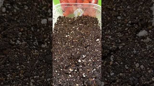 #Земляника из семян. Первый опыт самостоятельного выращивания рассады земляники. смотреть онлайн