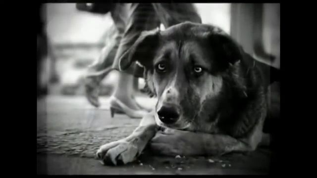 ВАДИМ.ПЕСНЯ о рыжей дворняге(Э.Асадов) смотреть онлайн
