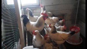 Серебристые домашние куры особенности содержания и ухода