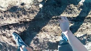 Сажаю #Амарант  семена амарантовой злаковой культуры #Суперштейн в огороде.