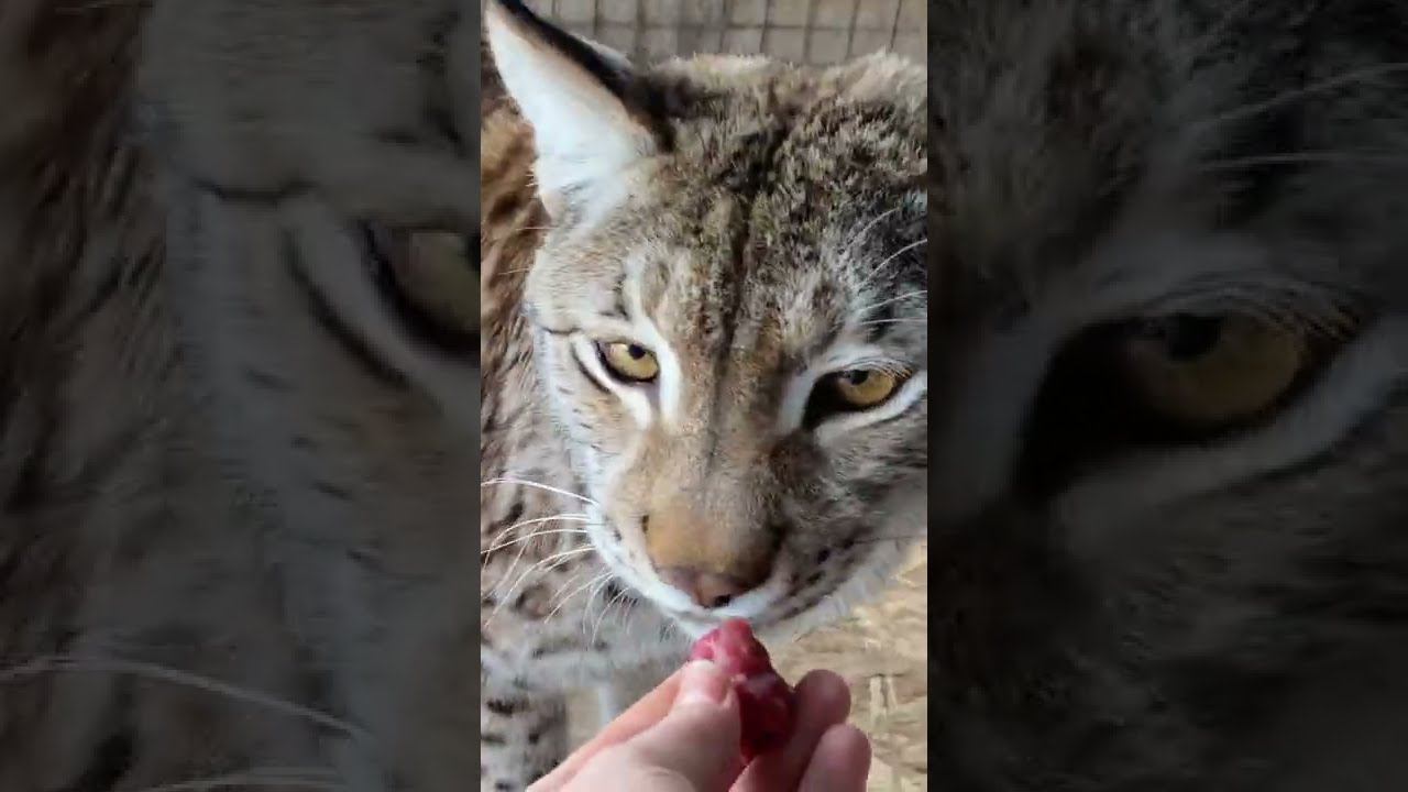 Рысь не обманешь