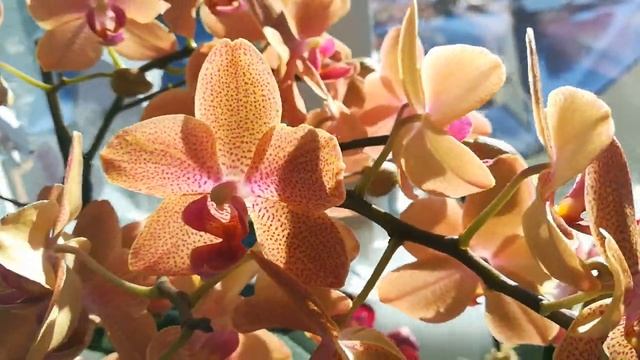 #ОРХИДЕЯ# PFALENOPSIS #SANSET LOVE. ПЕРВОЕ ДОМАШНЕЕ ЦВЕТЕНИЕ! ?❣️❤️?? смотреть онлайн