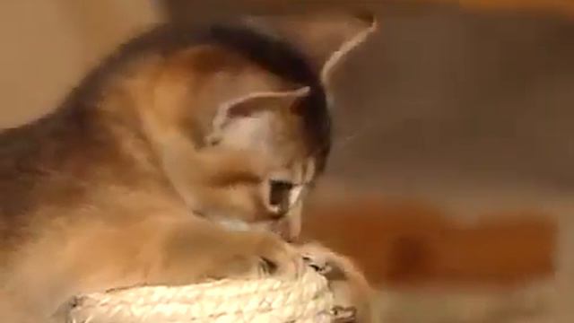 Как правильно содержать абиссинскую кошку смотреть онлайн