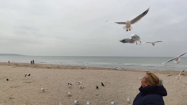 Чайки кормятся с рук. Смелые птицы. смотреть онлайн