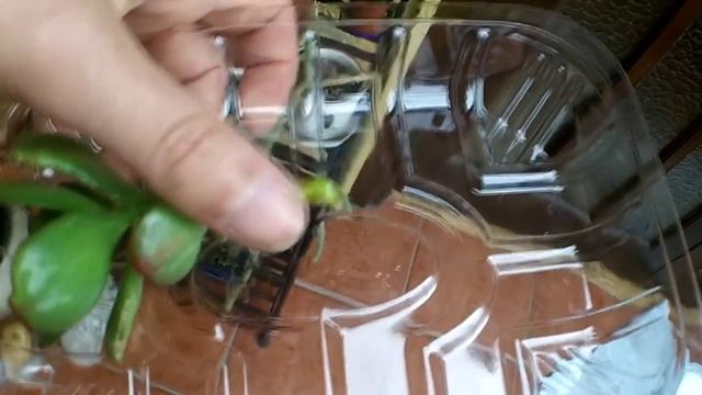 How to propagate a Money plant/Jade plant (Crassula Ovata) смотреть онлайн