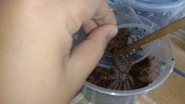 Rehousing 9pcs Heteroscodra maculata or also know as “Togo starburst baboon” смотреть онлайн