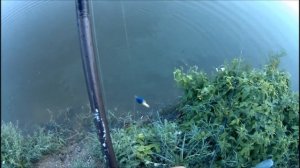 Рыбалка на КМВ, п.Нижнеподкумский (3-й пруд), сазан на поплавок