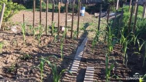 Как вырастить хорошую кукурузу // сорт кукурузы сахарная