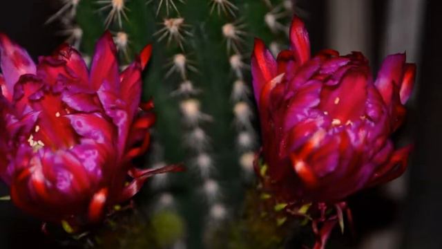 Cactus Flower 2 смотреть онлайн