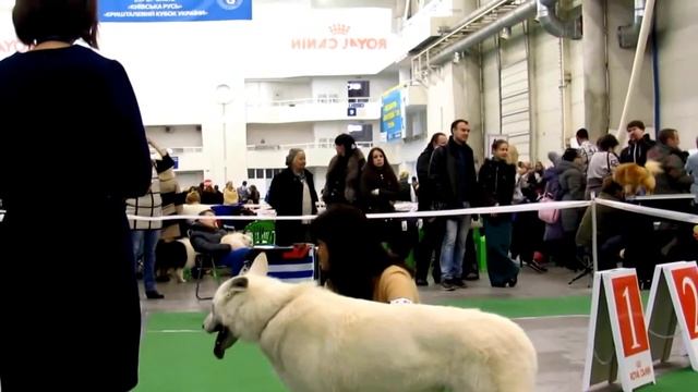 выставка собак 05.12.2015 КСУ CACIB Киев, кобели/класс: чемпионов (20-19-18-17) смотреть онлайн