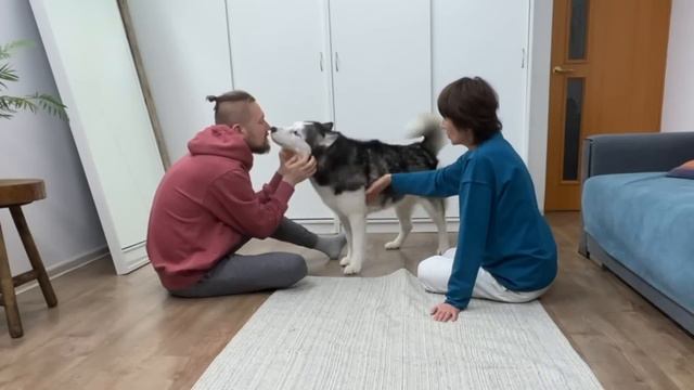 Who Will My Dogs Save First? Reaction Of Husky And Cats To Fake Fainting смотреть онлайн