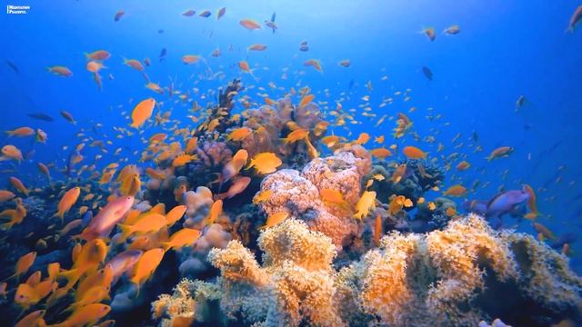 Нежная музыка ?Шум моря, шум моря для сна? успокаивает нервную систему и радует душу смотреть онлайн