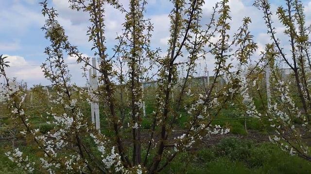 Цветение черешни??? Формировка kgb. 25.04.2023 смотреть онлайн
