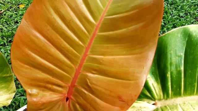 DIFFERENTIATE PRINCE OF ORANGE FROM ROJO CONGO AND BLACK CARDINAL | PHILODENDRON | PLANT TUBE. смотреть онлайн