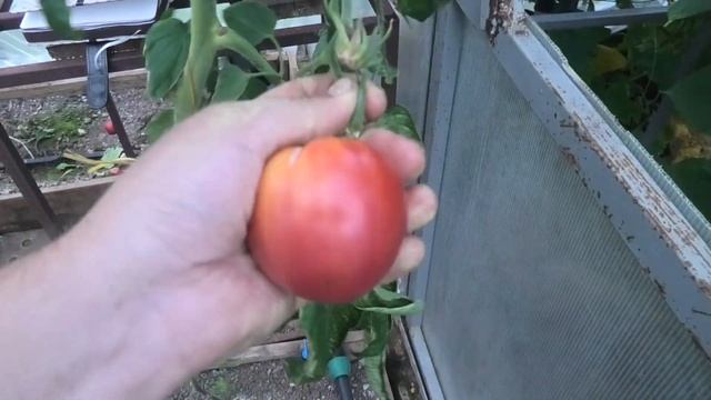 ? Томаты Розовый спам и Пинк Хит (пробую, выбираю томат на будущий год) | Вятка'21 августа смотреть онлайн