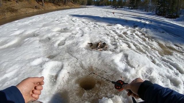 ПОСЛЕДНИЙ ЛЕД НА РЕКЕ ЯГУН В ХМАО! ОПАСНАЯ РЫБАЛКА ВЕСНОЙ! ЗАКРЫЛСЯ ОКУНЕМ как и ХОТЕЛ! смотреть онлайн