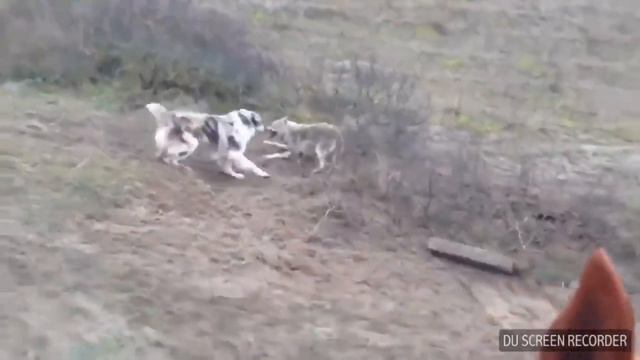 Dunyodagi yirik itlardan biri Alabay zotining tarixi смотреть онлайн