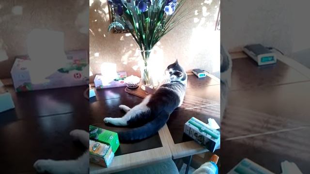 Отдых на кухонном столе не хуже отдыха на Мальдивах смотреть онлайн