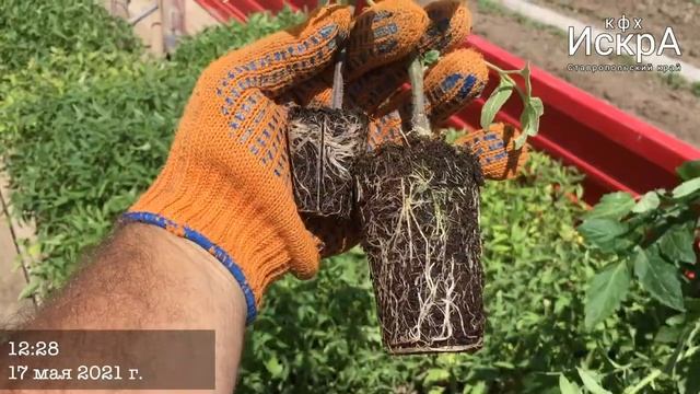 Томат Пьетро Росса привитый на Граундфорс HD 1080p смотреть онлайн