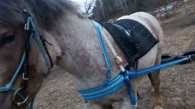 Солнечные лошади| Фортеця впервые в упряжи смотреть онлайн