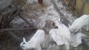 Когда, чем и как кормить козлят от рождения и до 6месяцев