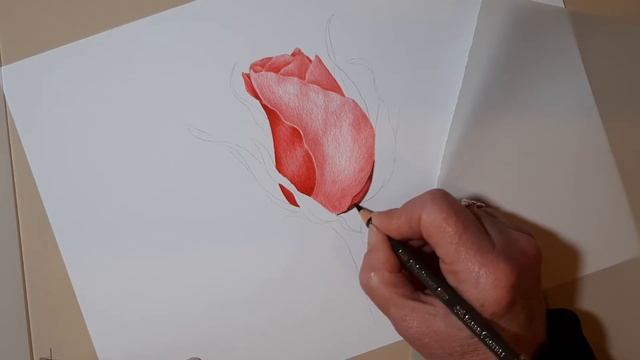 Full length tutorial of 'Rosebud' Botanical Coloured Pencil Drawing with Linda Hampson смотреть онлайн