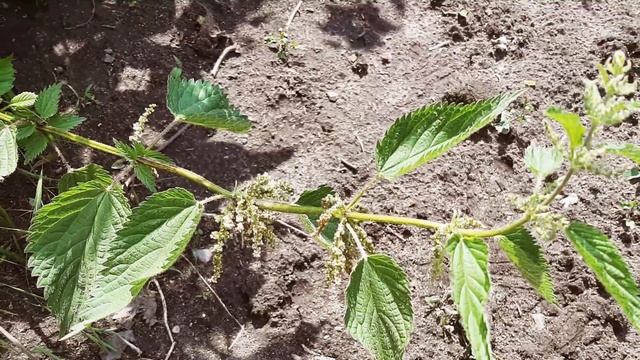 Moćna organska zaštita krompira od štetočina: 100% PRIRODNI INSEKTICIDI смотреть онлайн