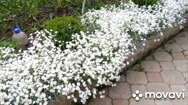 Обзор июньского сада!???