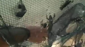 Поплавок для раколовки.