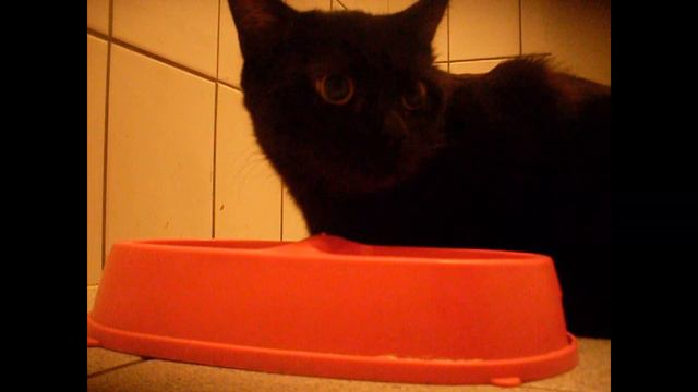КОШКИ КОТОРЫЕ СТАЛИ БЛОГЕРАМИ #животные смотреть онлайн