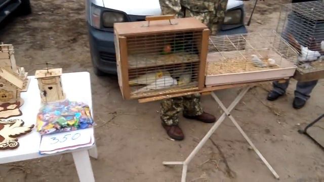 Птичий рынок-Ярмарка -г Кропоткин Краснодарский край! 28.01.2018 год смотреть онлайн