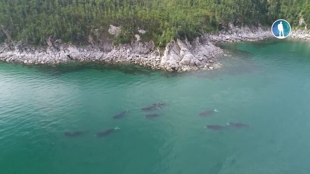 Шантары, Острова тайн и сокровищ смотреть онлайн