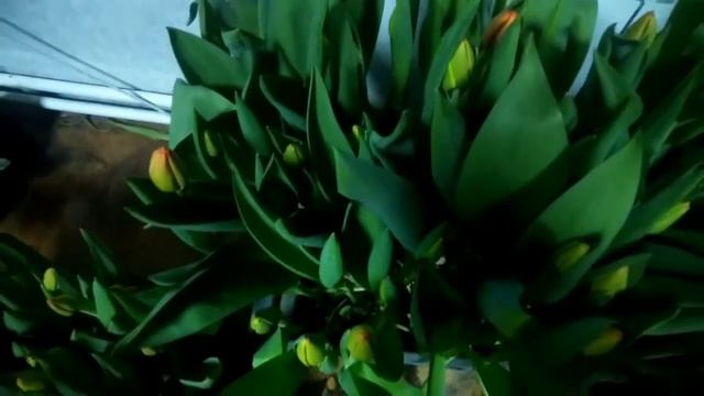 ⚫Выгонка тюльпанов в домашних условиях / Выжить любой ценой) / 5 марта смотреть онлайн