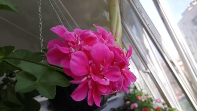 Мой балкон на 27.04,21г смотреть онлайн