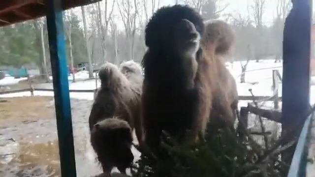 Утилизация новогодних елок в кфх смотреть онлайн