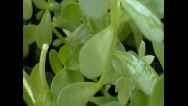 Своя Бакопа монниери. Own Bacopa monnieri смотреть онлайн