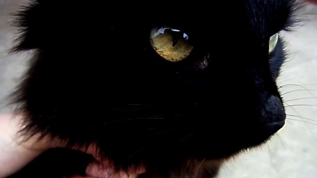 кіт, Привет, это я!!!! смотреть онлайн