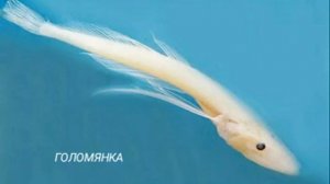 Байкал история и легенды