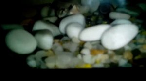 Как определить пол у моллинезии