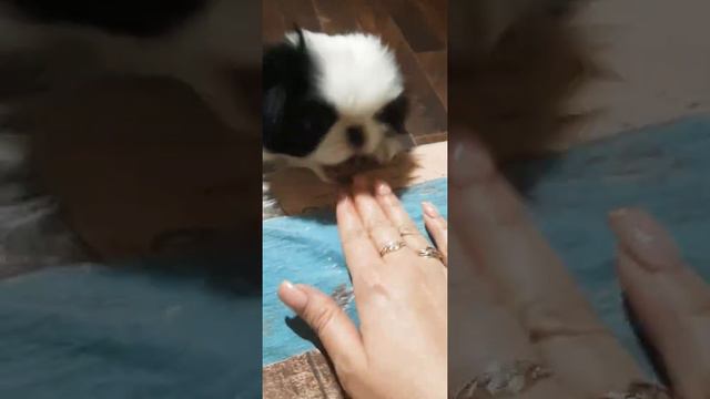 #Щенок#японскийхин#собаки#маленькие#зверушки#small#baby#dog#lovelypets#funnyvideo смотреть онлайн