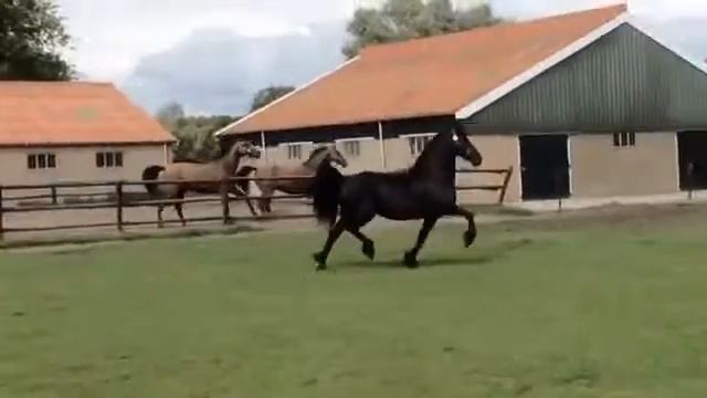 Фриз . Кобыла жеребая 7 лет . Витске. 1 смотреть онлайн