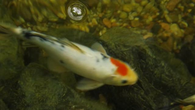 Botanical Interlude (Nature Macro Walk) смотреть онлайн