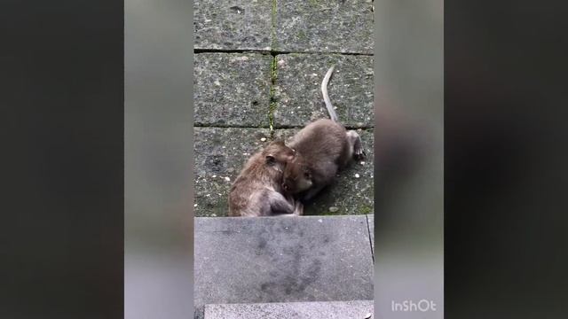 Парк обезьян на Бали. Monkey forest Bali смотреть онлайн