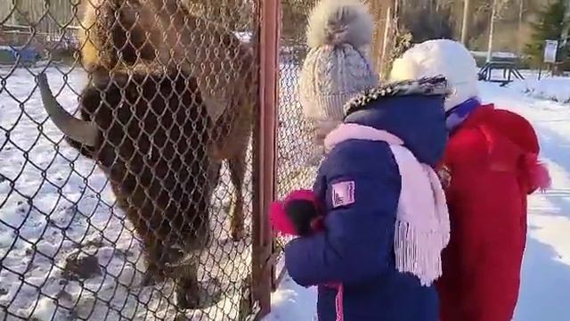 В зубровнике с подругой. Как кормить зубра морковкой. смотреть онлайн