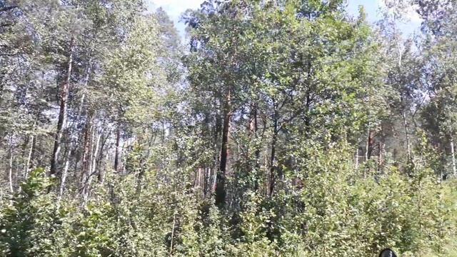 #черника#ягоды#сборчерники ЧЕРНИКА 2019/ОЗЁРА/БЕЛАРУСЬ/ПЕРВЫЕ ДЕНЬКИ ОТПУСКА)) смотреть онлайн