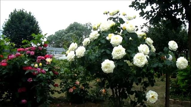 Роза ШОПЕН(Chopin) чайно гибридная. Роза ГИГАНТ! смотреть онлайн