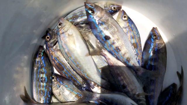 Крым Рыбалка в море Черноморский окунь Смарида смотреть онлайн