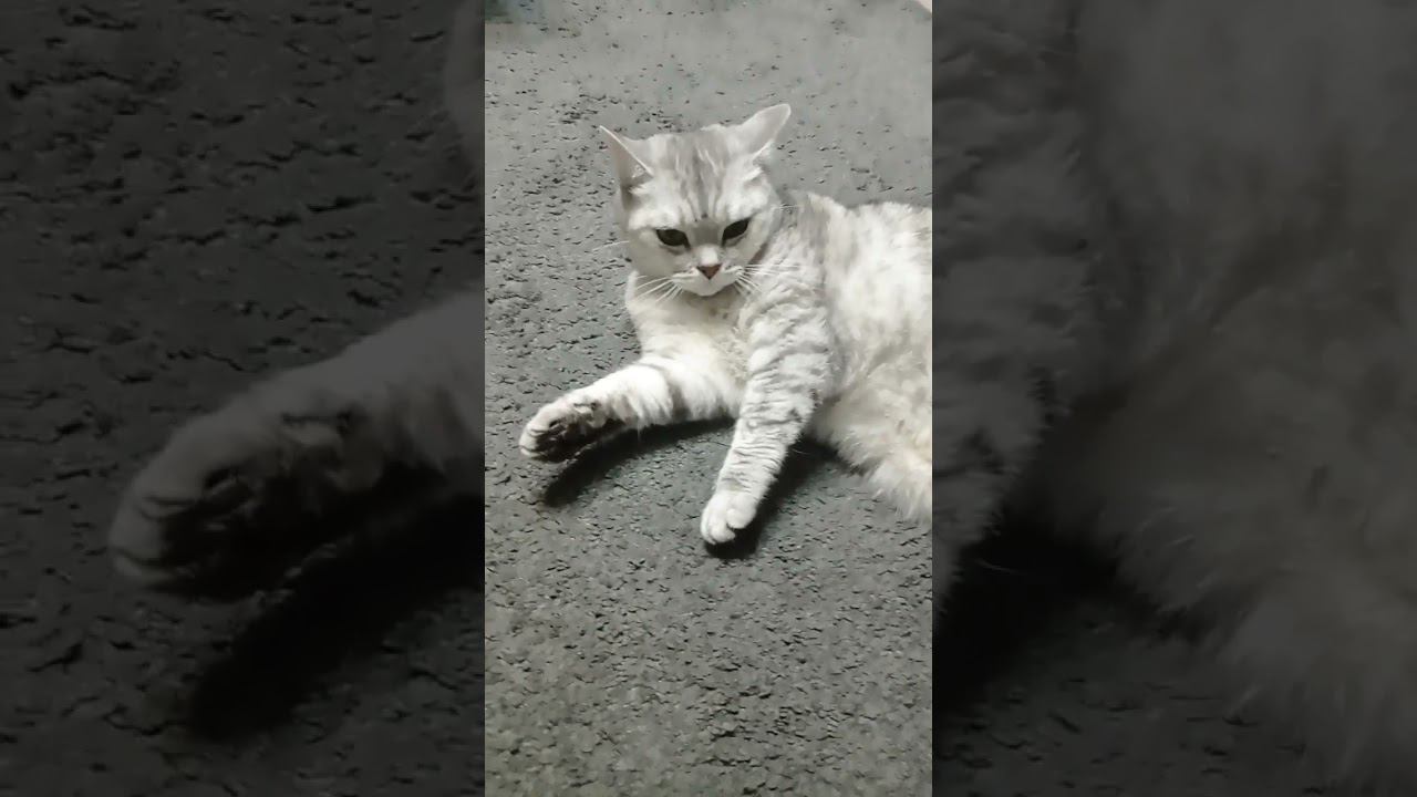 Ты поставишь мне лайк? #shorts смотреть онлайн