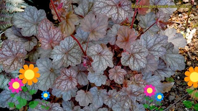Гейхера Регина. Краткий обзор, описание характеристик, где купить рассада heuchera Regina смотреть онлайн